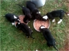 Great-Dane-Pups-For-Sale