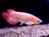 Golden-Arowana-Fishes-and-many-others-Available-for-sale
