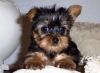 female-teacup-yorkie-puppies