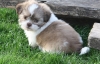 shih-tzu-pedigree-puppies-