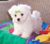 Amazing-Platinum-Teacup-Maltese-Puppies-AVAILABLE-Text-or-Call-218-656-7432