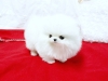 Precious-and-beautiful-Teacup-Pom-Puppies-AVAILABLE-Call-or-text-619-357-7140