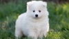 samoyed-puppies-for-sale