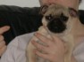 -Beautiful-pug-Puppies-for-adoption