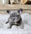 Playful-Blue-Male-French-Bulldog