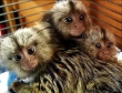 marmoset-monkeys-for-sale